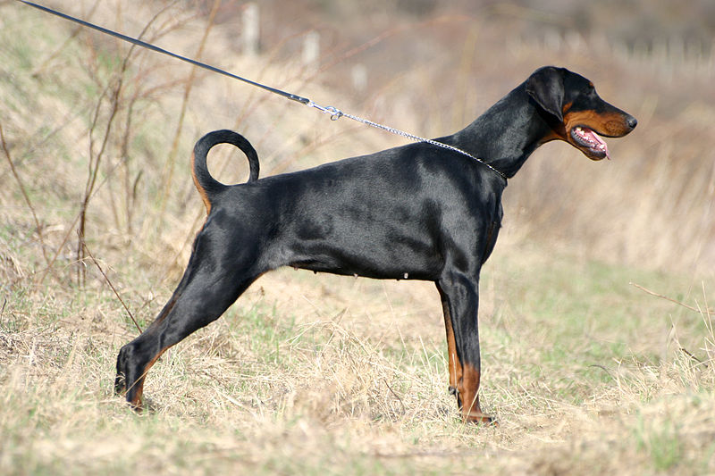 dog breeds in India - Doberman