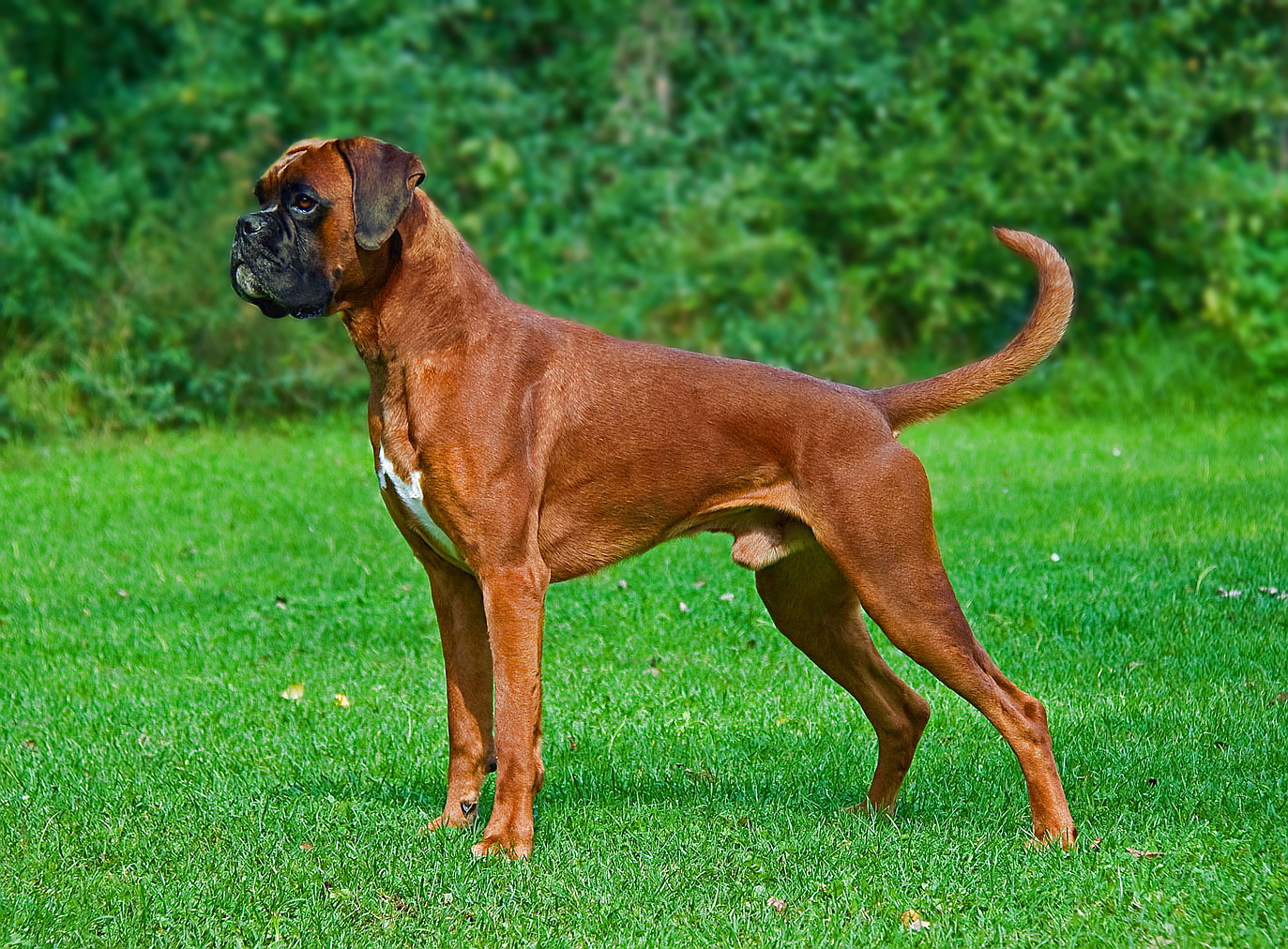 dog breeds in India - Boxer